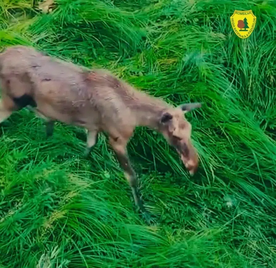 Elanii din Neamț se adaptează noului habitat