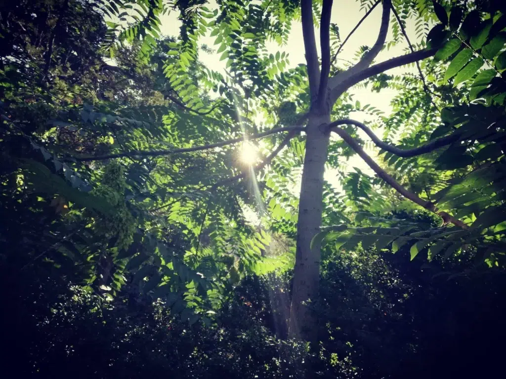 Arborii din Iași suferă din cauza stresului termic!