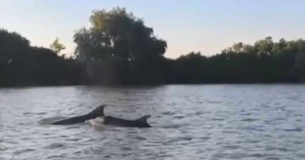 VIDEO Delfini în Delta Dunării. Spectacolul neașteptat al mamiferelor marine în apele dulci